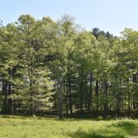 Stetson Meadows