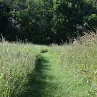Cushman Preserve