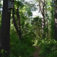 Cushman Preserve