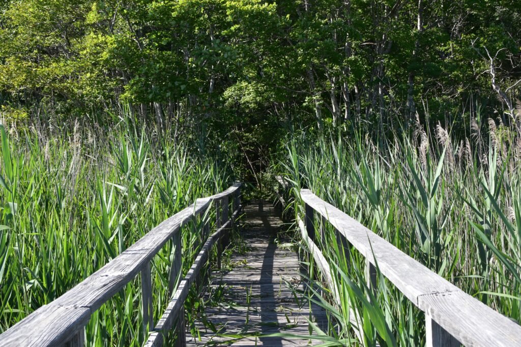 Best Picnic Hikes on the South Shore