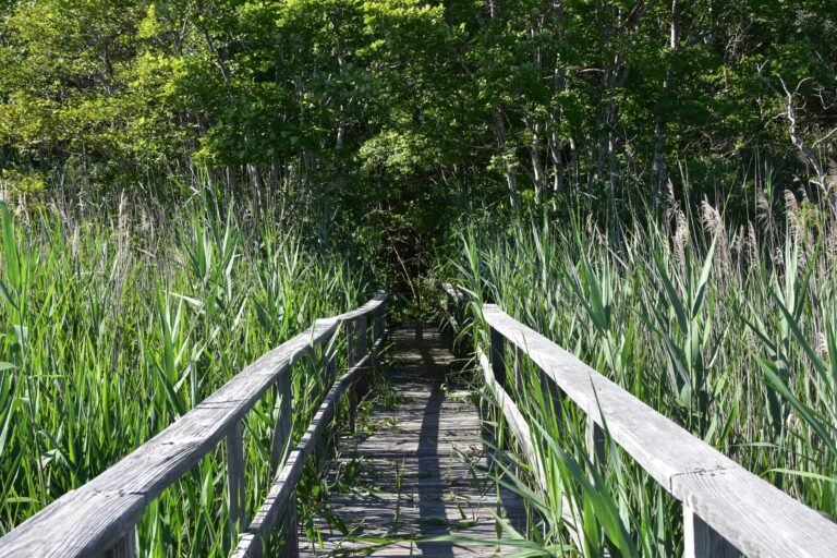 Best Picnic Hikes on the South Shore