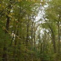 Whitney & Thayer Woods