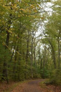 Whitney Thayer Woods - Cohasset - Trustees