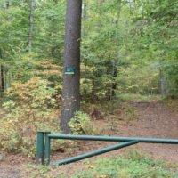 Whitney & Thayer Woods