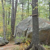 Whitney & Thayer Woods