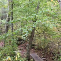 Whitney & Thayer Woods