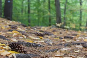 Whitney Thayer Woods - Cohasset - Trustees