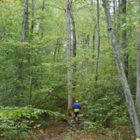 Whitney & Thayer Woods