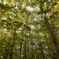 Jacobs Pond Conservation Area