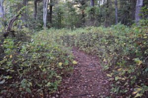 Jacobs Pond - Norwell - Conservation Trails