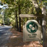 Eel River Woods