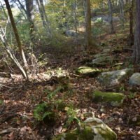 Eel River Woods