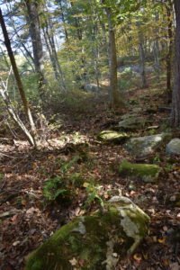 Eel River Woods - Hingham