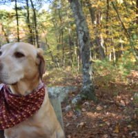 Eel River Woods