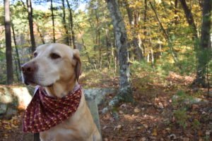 Eel River Woods - Hingham