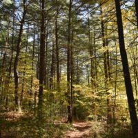 Eel River Woods