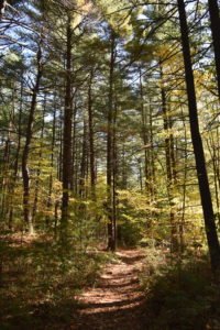 Eel River Woods - Hingham