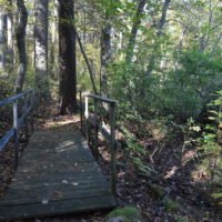 Eel River Woods