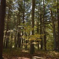 Eel River Woods