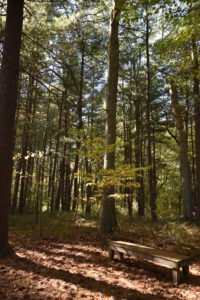 Eel River Woods - Hingham