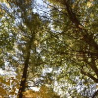 Eel River Woods