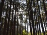 George Washington Forest