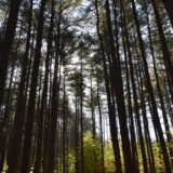 George Washington Forest