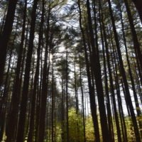 George Washington Forest