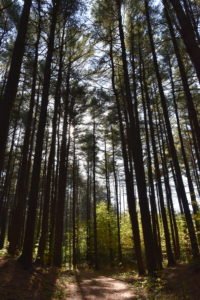 George Washington Forest - Hingham