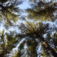 George Washington Forest