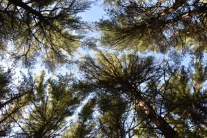 George Washington Forest - Hingham