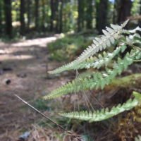 George Washington Forest