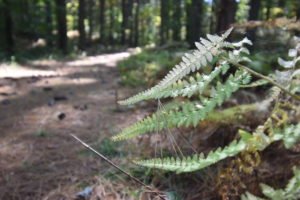 George Washington Forest - Hingham