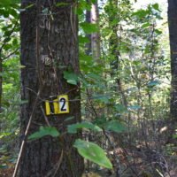George Washington Forest