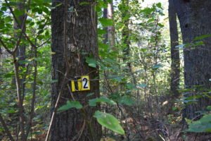 George Washington Forest - Hingham