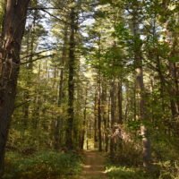 George Washington Forest