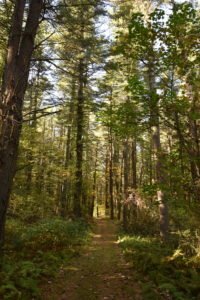 George Washington Forest - Hingham