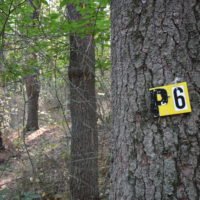 George Washington Forest