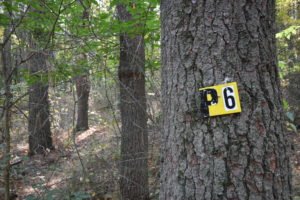 George Washington Forest - Hingham