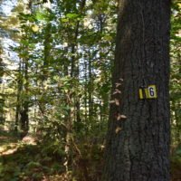 George Washington Forest