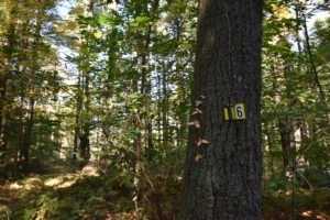 George Washington Forest - Hingham
