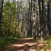 George Washington Forest