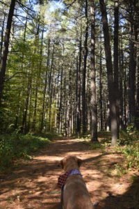George Washington Forest - Hingham