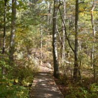 George Washington Forest