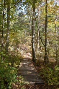 George Washington Forest - Hingham