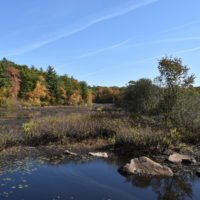 Triphammer Pond Conservation Area