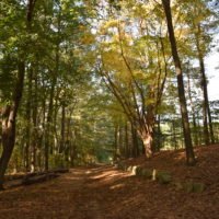 More-Brewer Park
