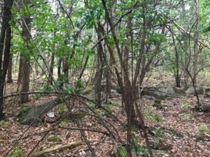 Bare Cove Park Hingham