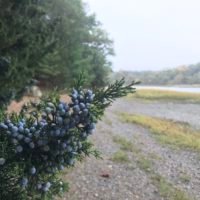 Bare Cove Park