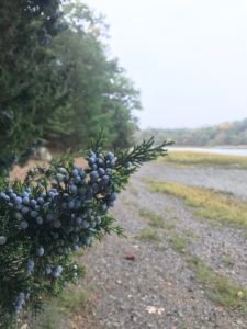 Bare Cove Park Hingham
